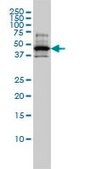 Monoclonal Anti-RCC1 antibody produced in mouse clone 2F1, purified immunoglobulin, buffered aqueous solution