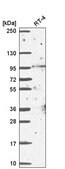 Anti-BCAS3 antibody produced in rabbit Prestige Antibodies&#174; Powered by Atlas Antibodies, affinity isolated antibody