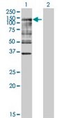 Anti-UBE1L antibody produced in mouse IgG fraction of antiserum, buffered aqueous solution