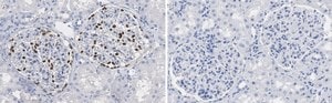 Anti-Wilms Tumor Protein Antibody, clone 2O18 ZooMAb® Rabbit Monoclonal recombinant, expressed in HEK 293 cells