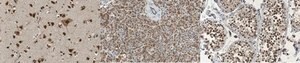 Anti-SETD5 from rabbit, purified by affinity chromatography