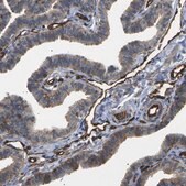 Anti-TMTC4 antibody produced in rabbit Prestige Antibodies&#174; Powered by Atlas Antibodies, affinity isolated antibody, buffered aqueous glycerol solution