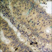 Anti-phospho-Histone H3.3 (pSer31) antibody produced in rabbit affinity isolated antibody