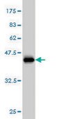 Monoclonal Anti-PAX5 antibody produced in mouse clone 8F9, purified immunoglobulin, buffered aqueous solution