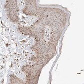 Anti-GCN1 antibody produced in rabbit Prestige Antibodies&#174; Powered by Atlas Antibodies, affinity isolated antibody, buffered aqueous glycerol solution, Ab3