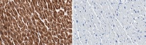 Anti-Cytochrome c Antibody, clone 1M14 ZooMAb&#174; Rabbit Monoclonal recombinant, expressed in HEK 293 cells