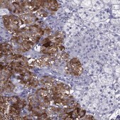 Anti-PTPRN antibody produced in rabbit Prestige Antibodies&#174; Powered by Atlas Antibodies, affinity isolated antibody, buffered aqueous glycerol solution