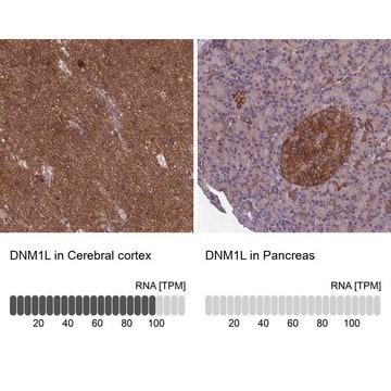 Anti-DNM1L antibody produced in rabbit Prestige Antibodies&#174; Powered by Atlas Antibodies, affinity isolated antibody, buffered aqueous glycerol solution