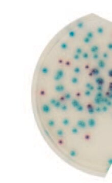 Pseudomonas Millichrome&#8482; plus Agar suitable for microbiology