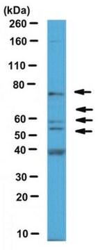 Anti-Spastin Antibody serum, from rabbit