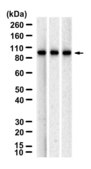 Anti-PIK3C3 Antibody, clone 1B9 ZooMAb® Rabbit Monoclonal recombinant, expressed in HEK 293 cells