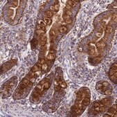 Anti-COQ4 antibody produced in rabbit Prestige Antibodies&#174; Powered by Atlas Antibodies, affinity isolated antibody, buffered aqueous glycerol solution
