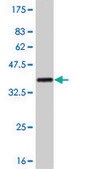 Monoclonal Anti-TLK1 antibody produced in mouse clone 4B3, purified immunoglobulin, buffered aqueous solution
