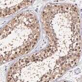 Anti-PSMD10 antibody produced in rabbit Prestige Antibodies&#174; Powered by Atlas Antibodies, affinity isolated antibody, buffered aqueous glycerol solution