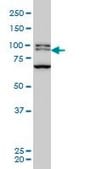 ANTI-BRD3 antibody produced in mouse clone 6C10, purified immunoglobulin, buffered aqueous solution