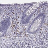 Anti-IRG1 antibody produced in rabbit Prestige Antibodies® Powered by Atlas Antibodies, affinity isolated antibody, buffered aqueous glycerol solution