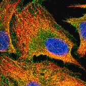 Anti-PACSIN3 antibody produced in rabbit Prestige Antibodies&#174; Powered by Atlas Antibodies, affinity isolated antibody, buffered aqueous glycerol solution
