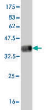 Monoclonal Anti-KDR antibody produced in mouse clone 4A2, purified immunoglobulin, buffered aqueous solution