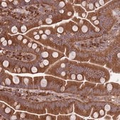 Anti-COPE antibody produced in rabbit Prestige Antibodies&#174; Powered by Atlas Antibodies, affinity isolated antibody, buffered aqueous glycerol solution