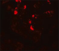Anti-GLIPR1L1 antibody produced in rabbit affinity isolated antibody