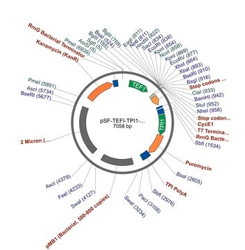 PSF-TEFI-TPI1-PURO-嘌呤霉素选择酵母质粒 plasmid vector for molecular cloning