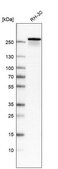 Monoclonal Anti-DYSF antibody produced in mouse Prestige Antibodies® Powered by Atlas Antibodies, clone CL10888, purified antibody (Protein A)