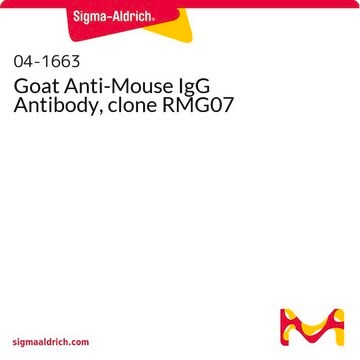 Goat Anti-Mouse IgG Antibody, clone RMG07