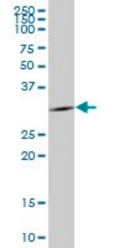 Anti-FLJ25006 antibody produced in mouse IgG fraction of antiserum, buffered aqueous solution