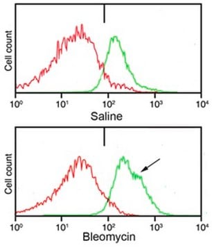 抗I型前胶原，A1/COL1A1 from rabbit, purified by affinity chromatography