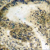 Anti-phospho-Myc (pThr358) antibody produced in rabbit affinity isolated antibody