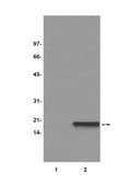 Anti-dimethyl-Histone H3 (Arg26) Antibody from rabbit, purified by affinity chromatography