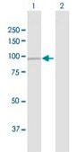 Anti-DDX50 antibody produced in rabbit purified immunoglobulin, buffered aqueous solution