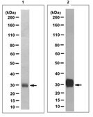 Anti-Lin28A Antibody, clone 35L33G clone 35L33G, from mouse