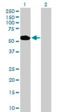 Anti-ABLIM1 antibody produced in mouse purified immunoglobulin, buffered aqueous solution