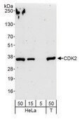 Rabbit anti-CDK2 Antibody, Affinity Purified Powered by Bethyl Laboratories, Inc.