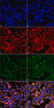 Monoclonal Anti-Malondialdehyde antibody produced in mouse clone 11E3