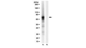 Anti-BASE-tag Antibody, clone 7C7 clone 7C7, from mouse