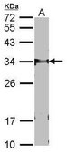 Anti-FBXL12 (C-terminal) antibody produced in rabbit affinity isolated antibody, buffered aqueous solution