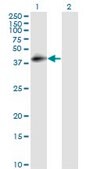 Monoclonal Anti-DAF antibody produced in mouse clone 1G3, purified immunoglobulin, buffered aqueous solution