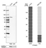 Anti-CTNND1 antibody produced in rabbit Prestige Antibodies® Powered by Atlas Antibodies, affinity isolated antibody, buffered aqueous glycerol solution