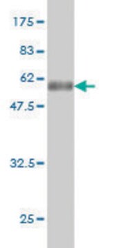 Monoclonal Anti-TSSK3 antibody produced in mouse clone 3E6, purified immunoglobulin, buffered aqueous solution