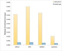 Anti-ESE1/ELF3 Antibody, clone 7O2V4, Rabbit Monoclonal