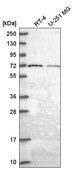 Anti-GGA2 antibody produced in rabbit Prestige Antibodies&#174; Powered by Atlas Antibodies, affinity isolated antibody