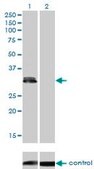 Monoclonal Anti-PLSCR3 antibody produced in mouse clone 2C8, purified immunoglobulin, buffered aqueous solution