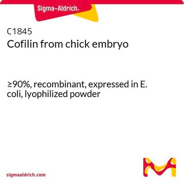 Cofilin from chick embryo &#8805;90%, recombinant, expressed in E. coli, lyophilized powder