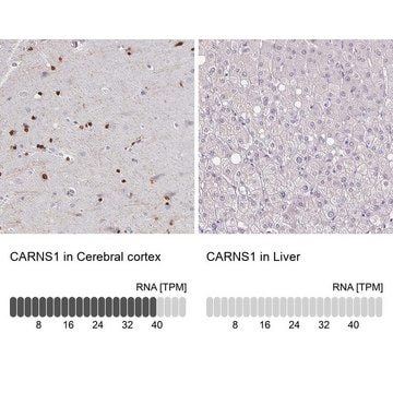 Anti-CARNS1 antibody produced in rabbit Prestige Antibodies&#174; Powered by Atlas Antibodies, affinity isolated antibody, buffered aqueous glycerol solution