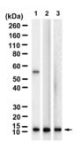 Anti-SMDT1 Antibody, clone 2F16 ZooMAb® Rabbit Monoclonal recombinant, expressed in HEK 293 cells