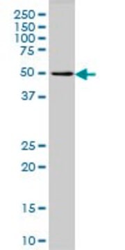 Monoclonal Anti-GPR24 antibody produced in mouse clone 3D7, purified immunoglobulin, buffered aqueous solution