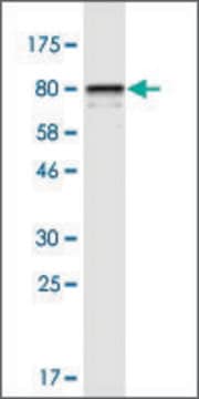 Monoclonal Anti-STIP1 antibody produced in mouse clone 1B10, purified immunoglobulin, buffered aqueous solution