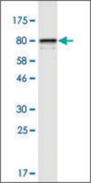 Monoclonal Anti-STIP1 antibody produced in mouse clone 1B10, purified immunoglobulin, buffered aqueous solution